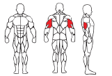 ARM CURL TM530